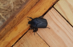 Protaetia opaca