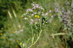 Thymus dzevanovskyi