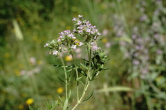 Thymus dzevanovskyi