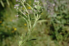 Thymus dzevanovskyi