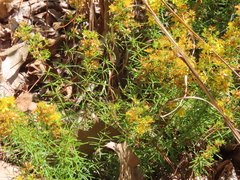 Hypericum lloydii