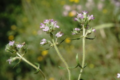 Thymus dzevanovskyi