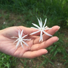 Jasminum nervosum