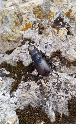 Lucanus pontbrianti · iNaturalist