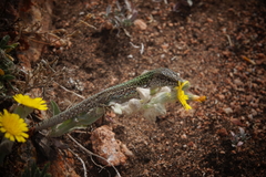 Podarcis carbonelli berlengensis