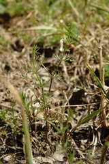Galium tenuissimum