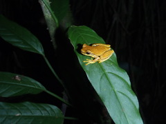 Dendropsophus ebraccatus