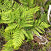 Pteridium aquilinum champlainense - Photo (c) Clayton D'Orsay, algunos derechos reservados (CC BY-NC), subido por Clayton D'Orsay