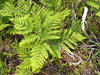 Champlain Bracken Fern - Photo (c) Clayton D'Orsay, some rights reserved (CC BY-NC), uploaded by Clayton D'Orsay