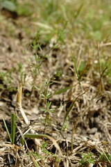 Galium tenuissimum