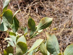 Searsia zeyheri