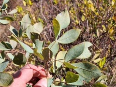 Searsia zeyheri