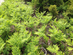 Pteridium aquilinum champlainense