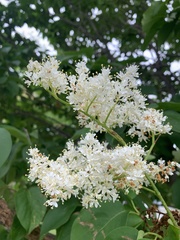 Syringa reticulata