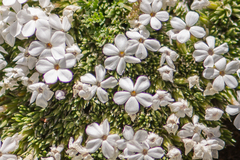 Phlox condensata