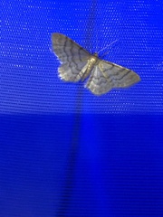 Idaea dilutaria