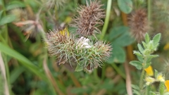 Trifolium ligusticum