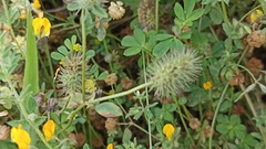 Trifolium ligusticum