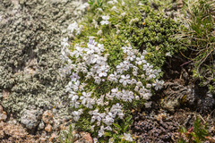 Phlox condensata