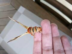 Citheronia brissotii