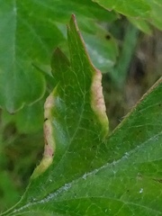 Phyllocoptes goniothorax