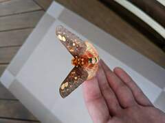 Citheronia brissotii