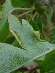 Phyllocoptes goniothorax