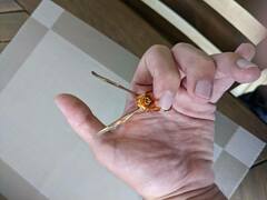 Citheronia brissotii