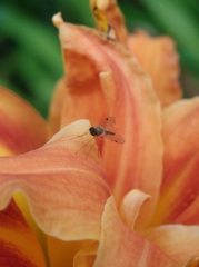 Chrysopilus modestus