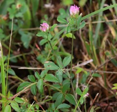 Trifolium resupinatum