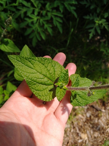 Image of Salvia amarissima by (c) Jordi Martínez Martínez, some rights reserved (CC BY)