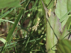 Pseudochorthippus curtipennis