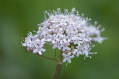 Valeriana acutiloba
