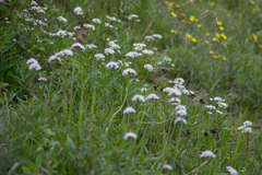 Valeriana acutiloba