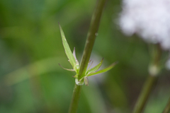 Valeriana acutiloba