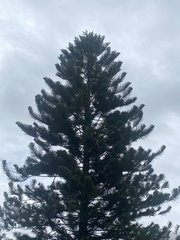 Araucaria heterophylla