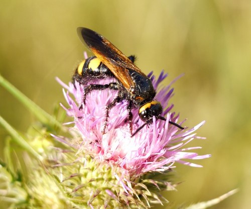 Scolia fuciformis
