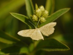 Idaea rufaria