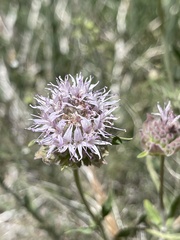 Monardella linoides sierrae