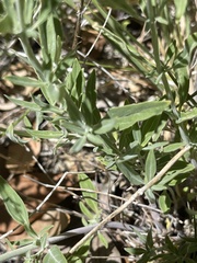 Monardella linoides sierrae