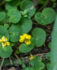 Viola biflora