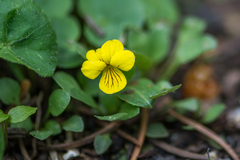 Viola biflora