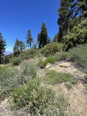 Monardella linoides sierrae