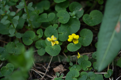 Viola biflora