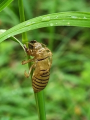 Cicadetta