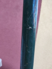 Anyphaena accentuata