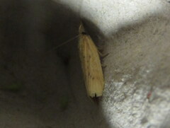 Ematheudes punctella