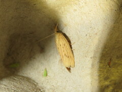 Ematheudes punctella