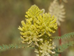 Astragalus ponticus