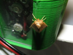 Mythimna albipuncta